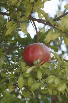 Pomegranate with trees Stock Photos