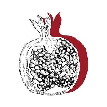 Pomegranate vector illustration. Stock Illustration