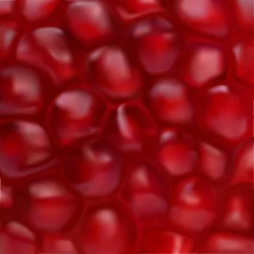 Pomegranate vector realistic texture Illustrazione stock