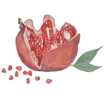 Pomegranate on white background Stock Illustration