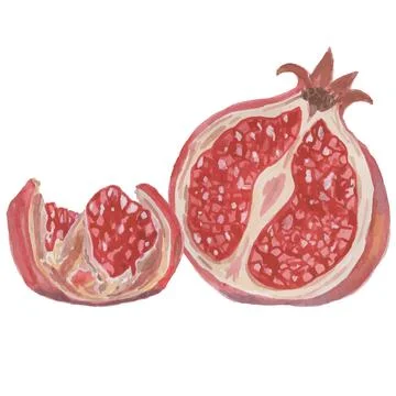 Pomegranate on white background Illustrazione stock