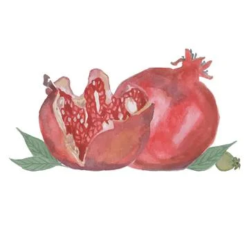 Pomegranate on white background Stock Illustration