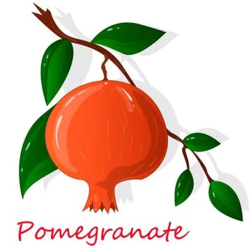 Pomegranate025 Stock Illustration