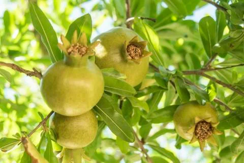 Pomegranateon the tree Stock Photos