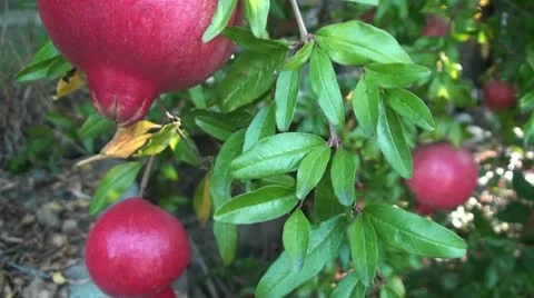 Pomegranates Stock Footage