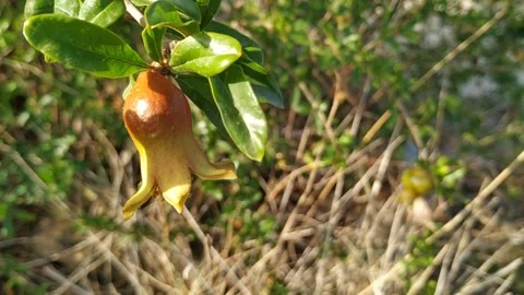 Pomegranates 库存影片 246048189