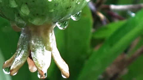 Pomegranates Stock Footage 304081758