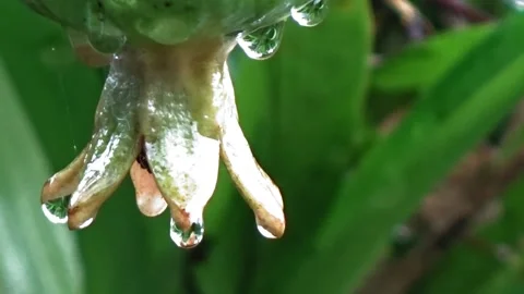 Pomegranates Stock Footage 304081760