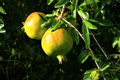 Pomegranates growing on a tree branch. Stock Photos