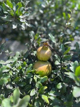 Pomegranates growing on a tree Stock Photos