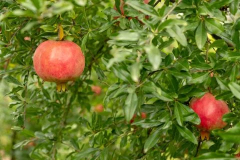 Pomegranates hanging on tree. Stock Photos