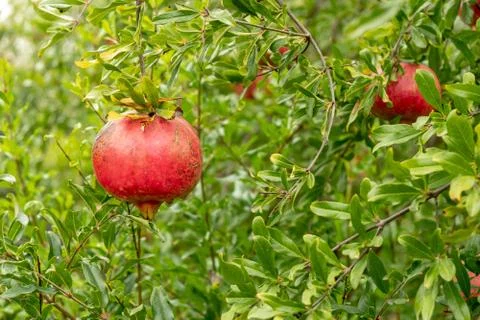 Pomegranates hanging on tree. Stock Photos