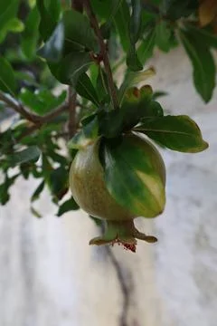 Pomegranates leafy tree, pomegranate on tree close-up vitamins Stock Photos