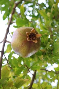 Pomegranates leafy tree, pomegranate on tree close-up vitamins Foto stock
