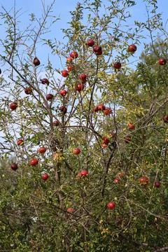 Pomegranates leafy tree, pomegranate on tree close-up vitamins Stock Photos