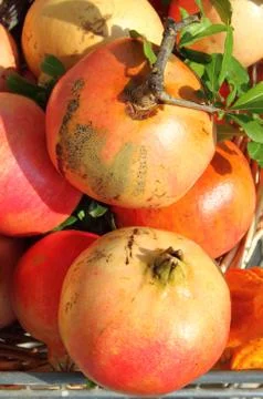 Pomegranates Stock Photos