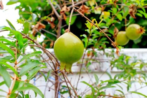 Pomegranates Stock Photos