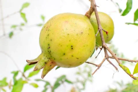 Pomegranates Stock Photos