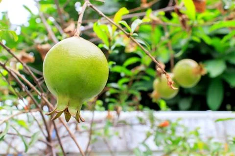 Pomegranates Stock Photos