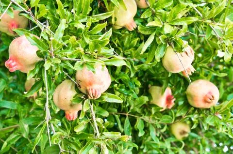 Pomegranates 스톡 사진