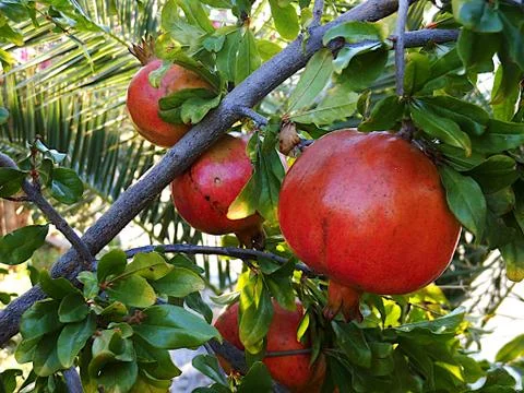 Pomegranates Stock Photos