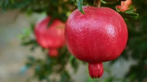 Pomegranates rack focus Stock Footage 43724310
