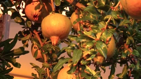 Pomegranates ripening in the sun 動画素材 46050518