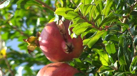 Pomegranates in a tree, close-up and tilt down Stock Footage 49965912
