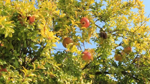 Pomegranates on tree Stock Footage 39158052