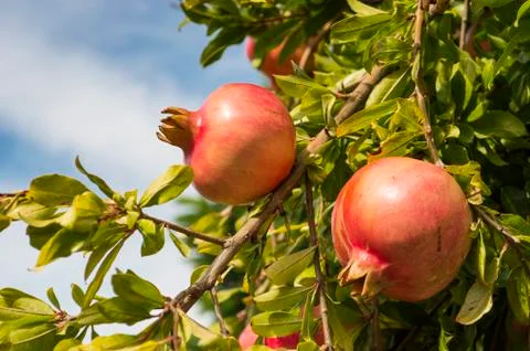 Pomegranates on the tree Stock Photos