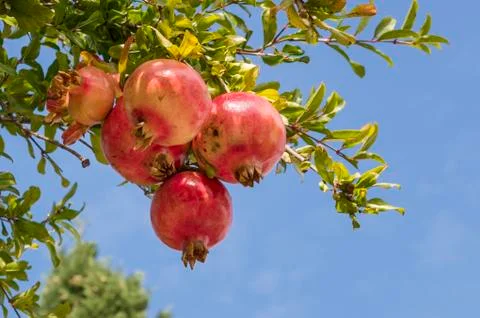 Pomegranates on the tree Foto stock