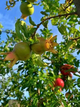Pomegranates tree Stock Photos