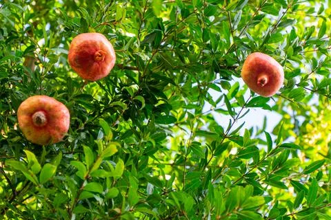 Pomegranates on Tree Stock Photos