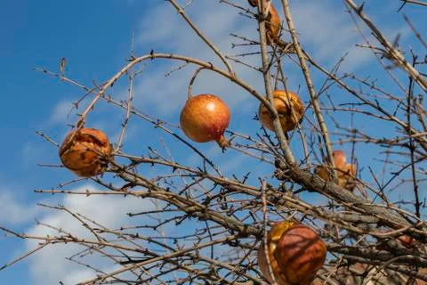 Pomegranates in winter Stock Photos