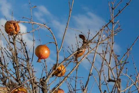 Pomegranates in winter Foto stock