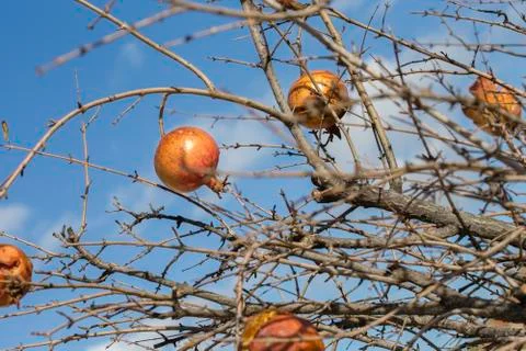Pomegranates in winter Stock Photos