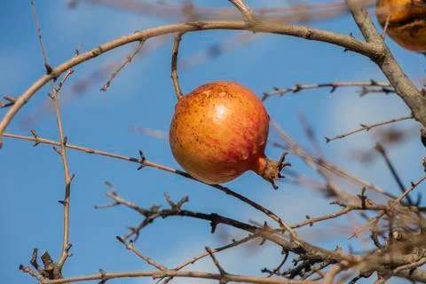 Pomegranates in winter Stock Photos