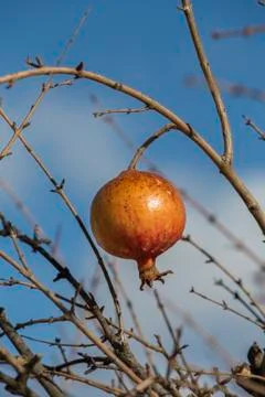 Pomegranates in winter Stock Photos