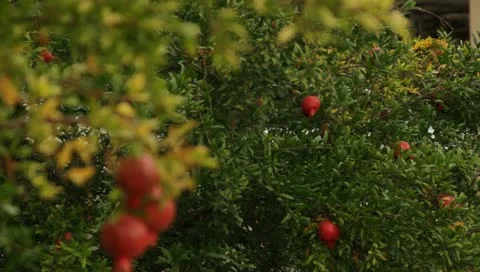 Pomegranites1 Stock-Footage 10916321