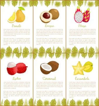 Pomelo and Longan Pitaya Set of Posters Vector Stock Illustration