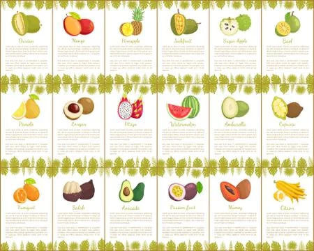 Pomelo and Longan Posters Vector Illustration Illustrazione stock