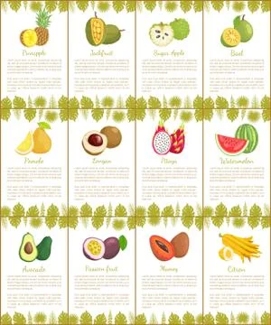 Pomelo and Longan Posters Vector Illustration Stock Illustration