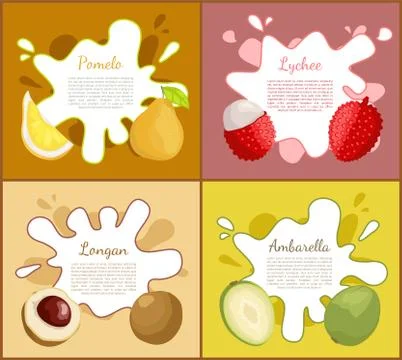 Pomelo and Lychee Longan Set Vector Illustration Illustrazione stock