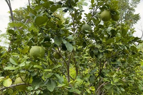 Pomelo, an Asian fruit, grows on a tree in a tropical country in natural Stock Photos