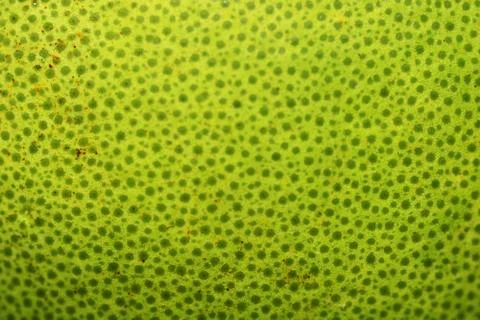 Pomelo closeup background texture Stock Photos