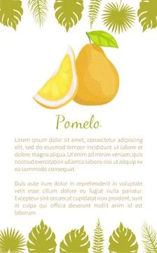 Pomelo Exotic Fruit Vector Poster Text Sample Stock Illustration