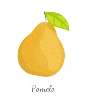 Pomelo Exotic Fruit Vector Tropical Food Icon Illustrazione stock