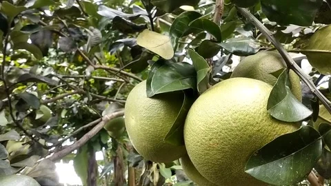 Pomelo Stock Footage 327848833
