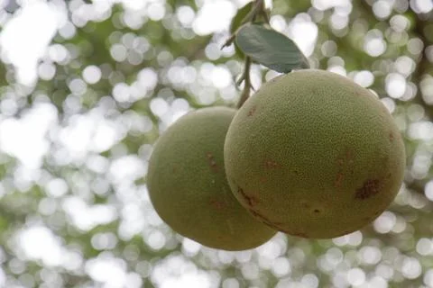 Pomelo fruit is almost ripe on tree in the garden Stock Photos