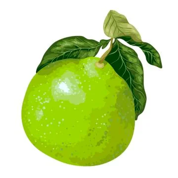 Pomelo fruit  on the branch of citrus tree in vector Stock Illustration